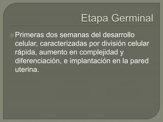 Primeras dos semanas del desarrollo
celular, caracterizadas por división celular
rápida, aumento en complejidad y
diferenciación, e implantación en la pared
uterina.
 