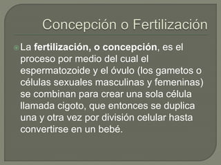 La fertilización, o concepción, es el
proceso por medio del cual el
espermatozoide y el óvulo (los gametos o
células sexuales masculinas y femeninas)
se combinan para crear una sola célula
llamada cigoto, que entonces se duplica
una y otra vez por división celular hasta
convertirse en un bebé.
 