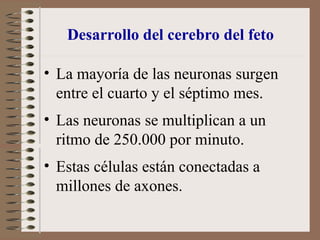 Desarrollo del cerebro del feto
• La mayoría de las neuronas surgen
entre el cuarto y el séptimo mes.
• Las neuronas se multiplican a un
ritmo de 250.000 por minuto.
• Estas células están conectadas a
millones de axones.
 