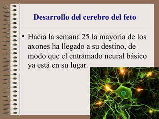 Desarrollo del cerebro del feto
• Hacia la semana 25 la mayoría de los
axones ha llegado a su destino, de
modo que el entramado neural básico
ya está en su lugar.
 