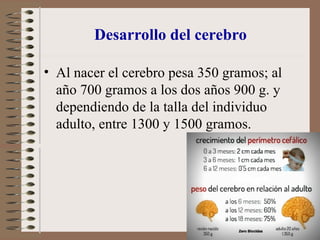 Desarrollo del cerebro
• Al nacer el cerebro pesa 350 gramos; al
año 700 gramos a los dos años 900 g. y
dependiendo de la talla del individuo
adulto, entre 1300 y 1500 gramos.
 