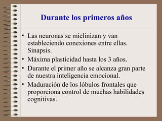Durante los primeros años
• Las neuronas se mielinizan y van
estableciendo conexiones entre ellas.
Sinapsis.
• Máxima plasticidad hasta los 3 años.
• Durante el primer año se alcanza gran parte
de nuestra inteligencia emocional.
• Maduración de los lóbulos frontales que
proporciona control de muchas habilidades
cognitivas.
 