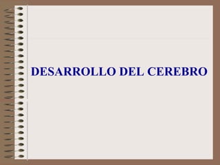 DESARROLLO DEL CEREBRO
 