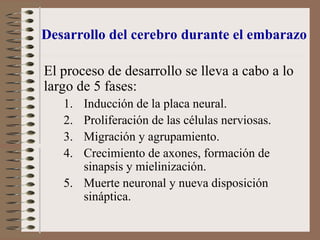 Desarrollo del cerebro durante el embarazo
El proceso de desarrollo se lleva a cabo a lo
largo de 5 fases:
1. Inducción de la placa neural.
2. Proliferación de las células nerviosas.
3. Migración y agrupamiento.
4. Crecimiento de axones, formación de
sinapsis y mielinización.
5. Muerte neuronal y nueva disposición
sináptica.
 