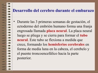 Desarrollo del cerebro durante el embarazo
• Durante las 3 primeras semanas de gestación, el
ectodermo del embrión humano forma una franja
engrosada llamada placa neural. La placa neural
luego se pliega y se cierra para formar el tubo
neural. Este tubo se flexiona a medida que
crece, formando los hemisferios cerebrales en
forma de media luna en la cabeza, el cerebelo y
el puente troncoencefálico hacia la parte
posterior.
 