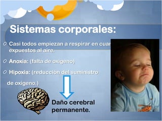 Sistemas corporales:
Casi todos empiezan a respirar en cuanto son
expuestos al aire.

Anoxia: (falta de oxigeno)

Hipoxia: (reducción del suministro

de oxigeno.)


                Daño cerebral
                permanente.
 