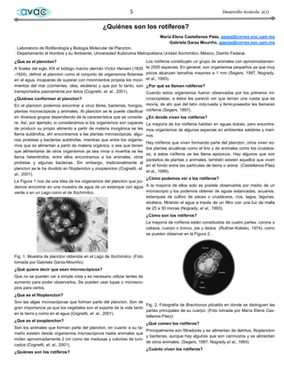 avac                                                       5                                                  Desarrollo Acuícola 2(1)


                                                ¿Quiénes son los rotíferos?
                                                                               María Elena Castellanos Páez, spaez@correo.xoc.uam.mx
                                                                                   Gabriela Garza Mouriño, ggarza@correo.xoc.uam.mx
 Laboratorio de Rotiferología y Biología Molecular de Plancton,
 Departamento el Hombre y su Ambiente, Universidad Autónoma Metropolitana Unidad Xochimilco, México, Distrito Federal.
¿Que es el plancton?                                                 Los rotíferos constituyen un grupo de animales con aproximadamen-
A finales del siglo XIX el biólogo marino alemán Víctor Hensen (1835 te 2500 especies. En general, son organismos pequeños ya que muy
-1924), definió al plancton como el conjunto de organismos flotantes pocos alcanzan tamaños mayores a 1 mm (Segers, 1997, Nogrady,
en el agua, incapaces de superar con movimientos propios los movi- et al., 1993).
mientos del mar (corrientes, olas, etcétera) y que por lo tanto, son ¿Por qué se llaman rotíferos?
transportados pasivamente por éstos (Cognetti, et. al., 2001).       Cuando estos organismos fueron observados por los primeros mi-
¿Quiénes conforman el plancton?                                         croscopistas, a éstos les pareció ver que tenían una rueda que se
En el plancton podemos encontrar a virus libres, bacterias, hongos, movía, de ahí que del latín rota:rueda y ferre:poseedor les llamaran
plantas microscópicas y animales. Al plancton se le puede clasificar rotíferos (Segers, 1997).
en diversos grupos dependiendo de la característica que se conside- ¿En donde viven los rotíferos?
re. Así, por ejemplo; si consideramos si los organismos son capaces La mayoría de los rotíferos habitan en aguas dulces, pero encontra-
de producir su propio alimento a partir de materia inorgánica se les mos organismos de algunas especies en ambientes salobres y mari-
llama autótrofos, ahí encontramos a las plantas microscópicas, algu- nos.
nos protistas y bacterias autótrofas, mientras que entre los organis-
                                                                        Hay rotíferos que viven formando parte del plancton, otros viven so-
mos que se alimentan a partir de materia orgánica, o sea que tienen
                                                                        bre plantas acuáticas como el lirio y de animales como los crustáce-
que alimentarse de otros organismos ya sea vivos o muertos se les
                                                                        os, a estos rotíferos se les llama epizoicos. Hay algunos que son
llama heterótrofos, entre ellos encontramos a los animales, otros
                                                                        parásitos de plantas o animales, también existen aquellos que viven
protistas y algunas bacterias. Sin embargo, tradicionalmente al
                                                                        en el fondo entre las partículas de tierra o arena (Castellanos-Páez
plancton se le ha dividido en fitoplancton y zooplancton (Cognetti, et.
                                                                        et al., 1999).
al., 2001).
                                                                        ¿Cómo podemos ver a los rotíferos?
La Figura 1 nos da una idea de los organismos del plancton que po-
demos encontrar en una muestra de agua de un estanque con agua A la mayoría de ellos solo es posible observarlos por medio de un
verde o en un Lago como el de Xochimilco.                               microscopio y los podemos obtener de aguas estancadas, acuarios,
                                                                        estanques de cultivo de peces o crustáceos, ríos, lagos, lagunas,
                                                                        etcétera, filtrando el agua a través de un filtro con una luz de malla
                                                                        de 25 a 50 micras (Nogrady, et al., 1993).
                                                                        ¿Cómo son los rotíferos?
                                                                        La mayoría de rotíferos están constituidos de cuatro partes: corona o
                                                                        cabeza, cuerpo o tronco, pie y dedos (Ruttner-Kolisko, 1974), como
                                                                        se pueden observar en la Figura 2 .




Fig. 1. Muestra de plancton obtenida en el Lago de Xochimilco. (Foto
tomada por Gabriela Garza-Mouriño).
¿Qué quiere decir que sean microscópicos?
Que no se pueden ver a simple vista y es necesario utilizar lentes de
aumento para poder observarlos. Se pueden usar lupas o microsco-
pios para verlos.
¿Que es el fitoplancton?
Son las algas microscópicas que forman parte del plancton. Son de
                                                                      Fig. 2. Fotografía de Brachionus plicatilis en donde se distinguen las
gran importancia ya que los vegetales son el soporte de la vida tanto
                                                                      partes principales de su cuerpo. (Foto tomada por María Elena Cas-
en la tierra y como en el agua (Cognetti, et. al., 2001).
                                                                      tellanos-Páez).
¿Que es el zooplancton?
                                                                      ¿Qué comen los rotíferos?
Son los animales que forman parte del plancton, en cuanto a su ta-
                                                                      Principalmente son filtradores y se alimentan de detritus, fitoplancton
maño existen desde organismos microscópicos hasta animales que
                                                                      y bacterias, aunque hay algunos que son carnívoros y se alimentan
miden aproximadamente 2 cm como las medusas y colonias de tuni-
                                                                      de otros animales. (Segers, 1997; Nogrady et al., 1993)
cados (Cognetti, et. al., 2001).
                                                                      ¿Cuánto viven los rotíferos?
¿Quiénes son los rotíferos?
 