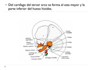 Del cartílago del tercer arco se forma el asta mayor y la parte inferior del hueso hioides. 