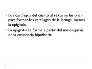 Los cartílagos del cuarto al sexto se fusionan para formar los cartílagos de la laringe, menos la epiglotis. La epiglotis se forma a partir del mesénquima de la eminencia hipofisaria 