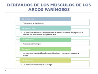 DERIVADOS DE LOS MÚSCULOS DE LOS ARCOS FARÍNGEOS 