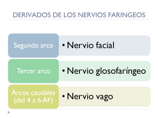 DERIVADOS DE LOS NERVIOS FARINGEOS 