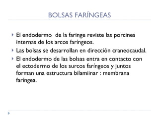BOLSAS FARÍNGEAS El endodermo  de la faringe reviste las porcines internas de los arcos faríngeos.  Las bolsas se desarrollan en dirección craneocaudal. El endodermo de las bolsas entra en contacto con el ectodermo de los surcos faríngeos y juntos forman una estructura bilamiinar : membrana faríngea. 