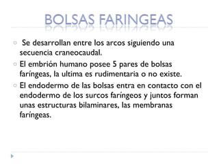 Se desarrollan entre los arcos siguiendo una secuencia craneocaudal. El embrión humano posee 5 pares de bolsas faríngeas, la ultima es rudimentaria o no existe. El endodermo de las bolsas entra en contacto con el endodermo de los surcos faríngeos y juntos forman unas estructuras bilaminares, las membranas faríngeas. 