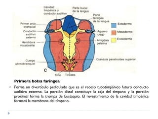 Primera bolsa faríngea Forma un divertículo pediculado que es el receso tubotimpánico futuro conducto auditivo externo. La porción distal constituye la caja del tímpano y la porción proximal forma la trompa de Eustaquio. El revestimiento de la cavidad timpánica formará la membrana del tímpano.  