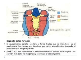 Segunda bolsa faríngea El revestimiento epitelial prolifera y forma brotes que se introducen en el mesénquima. Los brotes son invadidos por tejido mesodérmico formando el primordio de la amígdala palatina. En el 3º y 5º mes se introduce la infiltración del tejido linfático en la amígdala, una porción de la bolsa no desaparece y constituye la fosa amigdalina. 