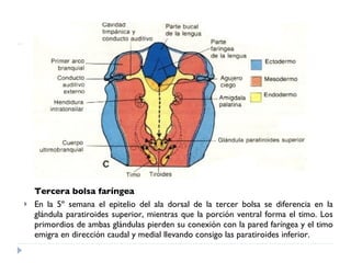Tercera bolsa faríngea En la 5º semana el epitelio del ala dorsal de la tercer bolsa se diferencia en la glándula paratiroides superior, mientras que la porción ventral forma el timo. Los primordios de ambas glándulas pierden su conexión con la pared faríngea y el timo emigra en dirección caudal y medial llevando consigo las paratiroides inferior. 
