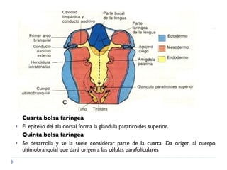 Cuarta bolsa faríngea El epitelio del ala dorsal forma la glándula paratiroides superior. Quinta bolsa faríngea Se desarrolla y se la suele considerar parte de la cuarta. Da origen al cuerpo ultimobranquial que dará origen a las células parafoliculares  