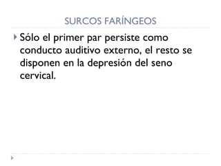 SURCOS FARÍNGEOS Sólo el primer par persiste como conducto auditivo externo, el resto se disponen en la depresión del seno cervical. 