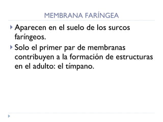 MEMBRANA FARÍNGEA Aparecen en el suelo de los surcos faríngeos. Solo el primer par de membranas contribuyen a la formación de estructuras en el adulto: el tímpano.  