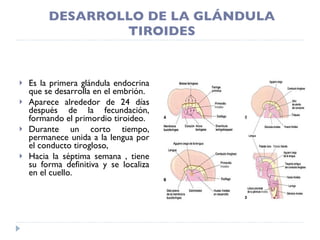 DESARROLLO DE LA GLÁNDULA TIROIDES Es la primera glándula endocrina que se desarrolla en el embrión. Aparece alrededor de 24 días después de la fecundación, formando el primordio tiroideo. Durante un corto tiempo, permanece unida a la lengua por el conducto tirogloso, Hacia la séptima semana , tiene su forma definitiva y se localiza en el cuello. 