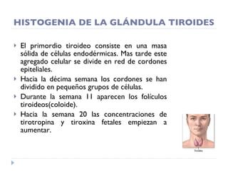 HISTOGENIA DE LA GLÁNDULA TIROIDES El primordio tiroideo consiste en una masa sólida de células endodérmicas. Mas tarde este agregado celular se divide en red de cordones epiteliales. Hacia la décima semana los cordones se han dividido en pequeños grupos de células. Durante la semana 11 aparecen los folículos tiroideos(coloide). Hacia la semana 20 las concentraciones de tirotropina y tiroxina fetales empiezan a aumentar. 