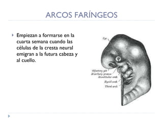 ARCOS FARÍNGEOS Empiezan a formarse en la cuarta semana cuando las células de la cresta neural emigran a la futura cabeza y al cuello. 