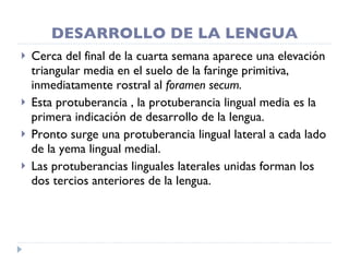 DESARROLLO DE LA LENGUA Cerca del final de la cuarta semana aparece una elevación triangular media en el suelo de la faringe primitiva, inmediatamente rostral al  foramen secum. Esta protuberancia , la protuberancia lingual media es la primera indicación de desarrollo de la lengua. Pronto surge una protuberancia lingual lateral a cada lado de la yema lingual medial. Las protuberancias linguales laterales unidas forman los dos tercios anteriores de la lengua. 