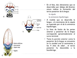 En el feto, dos elevaciones que se desarrollan por debajo del  foramen cecum  indican la formación del tercio posterior de la lengua. la cúpula la eminencia hipofaríngea A medida que se desarrolla la lengua , el crecimiento de la cópula es superado por el de la eminencia hipofaríngea. La línea de fusión de las partes anterior y posterior de la lengua corresponde aproximadamente al surco terminal. Tanto la porción anterior como la posterior de la lengua se encuentra en la cavidad oral al nacimiento; a los 4 años de edad , el tercio posterior ha descendido a la bucofaringe. 