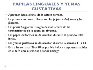 PAPILAS LINGUALES Y YEMAS GUSTATIVAS Aparecen hacia el final de la octava semana. La primera en desarrollarse son las  papilas caliciformes  y las  foliaceas . Las  pailas fungiformes  surgen después cerca de las terminaciones de la cuera del tímpano. Las papilas filiformes se desarrollan durante el periodo fetal inicial. Las yemas gustativas se desarrollan durante la semana 11 a 13 Entre las semanas 26 y 28 es posible inducir respuestas faciales en el feto con sustancias e sabor amargo. 
