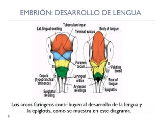 EMBRIÓN: DESARROLLO DE LENGUA Los arcos faríngeos contribuyen al desarrollo de la lengua y la epiglotis, como se muestra en este diagrama. 