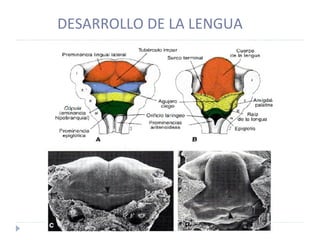 DESARROLLO DE LA LENGUA 