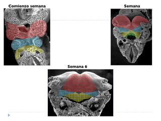 Comienzo semana 5 Semana 5 Semana 6 