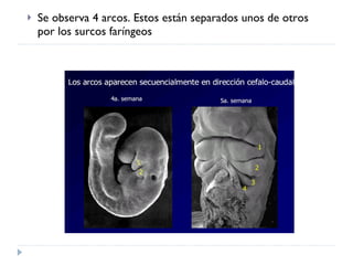 Se observa 4 arcos. Estos están separados unos de otros por los surcos faríngeos 