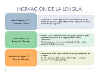 INERVACIÓN DE LA LENGUA 