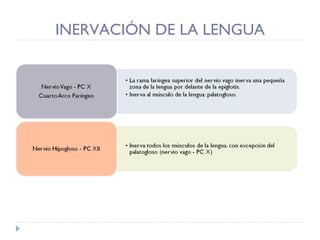 INERVACIÓN DE LA LENGUA 