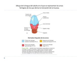 Dibujo de la lengua del adulto en el que se representan los arcos faríngeos de los que deriva la inervación de la mucosa. 