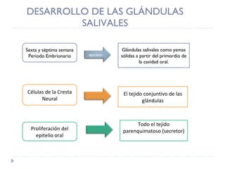 DESARROLLO DE LAS GLÁNDULAS SALIVALES Glándulas salivales como yemas sólidas a partir del primordio de la cavidad oral. Sexta y séptima semana Periodo Embrionario El tejido conjuntivo de las glándulas Células de la Cresta Neural Proliferación del epitelio oral Todo el tejido parenquimatoso (secretor) aparecen 