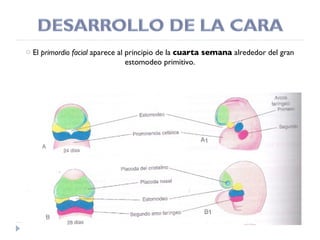 El  primordio facial  aparece al principio de la  cuarta semana  alrededor del gran estomodeo primitivo. 