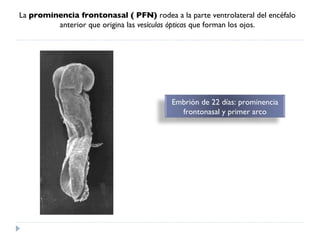 La  prominencia frontonasal ( PFN)  rodea a la parte ventrolateral del encéfalo anterior que origina las  vesículas ópticas  que forman los ojos. Embrión de 22 días: prominencia frontonasal y primer arco 