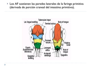 Los AF sostienen las paredes laterales de la faringe primitiva (derivada de porción craneal del intestino primitivo). 