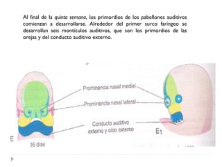 Al final de la  quinta semana , los primordios de los pabellones auditivos comienzan a desarrollarse. Alrededor del primer surco faríngeo se desarrollan seis montículos auditivos, que son los primordios de las orejas y del conducto auditivo externo. 