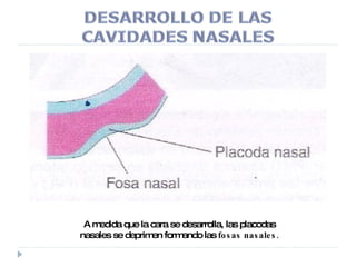 A medida que la cara se desarrolla, las placodas nasales se deprimen formando las  fosas nasales. 