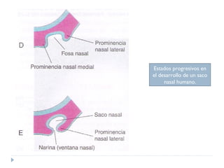 Estados progresivos en el desarrollo de un saco nasal humano. 