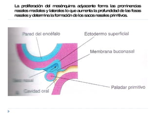 La proliferación del mesénquima adyacente forma las prominencias nasales mediales y laterales lo que aumenta la profundidad de las fosas nasales y determina la formación de los sacos nasales primitivos. 