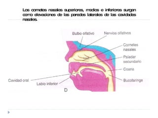 Los cornetes nasales superiores, medios e inferiores surgen como elevaciones de las paredes laterales de las cavidades nasales. 