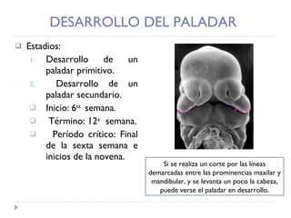 DESARROLLO DEL PALADAR Estadios:  Desarrollo de un paladar primitivo. Desarrollo de un paladar secundario. Inicio:   6 ta  semana . Término: 12 a  semana. Período crítico: Final de la sexta semana e inicios de la novena.  Si se realiza un corte por las líneas demarcadas entre las prominencias maxilar y mandibular, y se levanta un poco la cabeza, puede verse el paladar en desarrollo. 