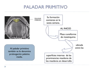 PALADAR PRIMITIVO  Su formación comienza en la sexta semana. Al paladar primitivo también se le denomina prolongación palatina media. Masa cuneiforme de mesénquima superficies internas  de las prominencias maxilares de los maxilares en desarrollo AL INICIO ubicada entre las 