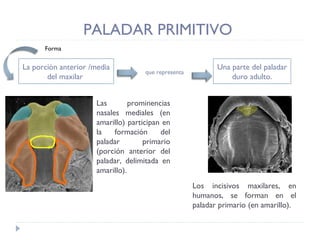 PALADAR PRIMITIVO  La porción anterior /media del maxilar  que representa Una parte del paladar duro adulto. Las prominencias nasales mediales (en amarillo) participan en la formación del paladar primario (porción anterior del paladar, delimitada en amarillo).   Los incisivos maxilares, en humanos, se forman en el paladar primario (en amarillo).  Forma  