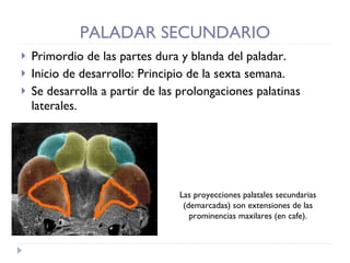 PALADAR SECUNDARIO Primordio de las partes dura y blanda del paladar. Inicio de desarrollo: Principio de la sexta semana. Se desarrolla a partir de las prolongaciones palatinas laterales. Las proyecciones palatales secundarias (demarcadas) son extensiones de las prominencias maxilares (en cafe).   