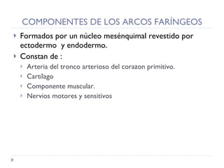 COMPONENTES DE LOS ARCOS FARÍNGEOS Formados por un núcleo mesénquimal revestido por ectodermo  y endodermo. Constan de : Arteria del tronco arterioso del corazon primitivo. Cartílago  Componente muscular. Nervios motores y sensitivos 